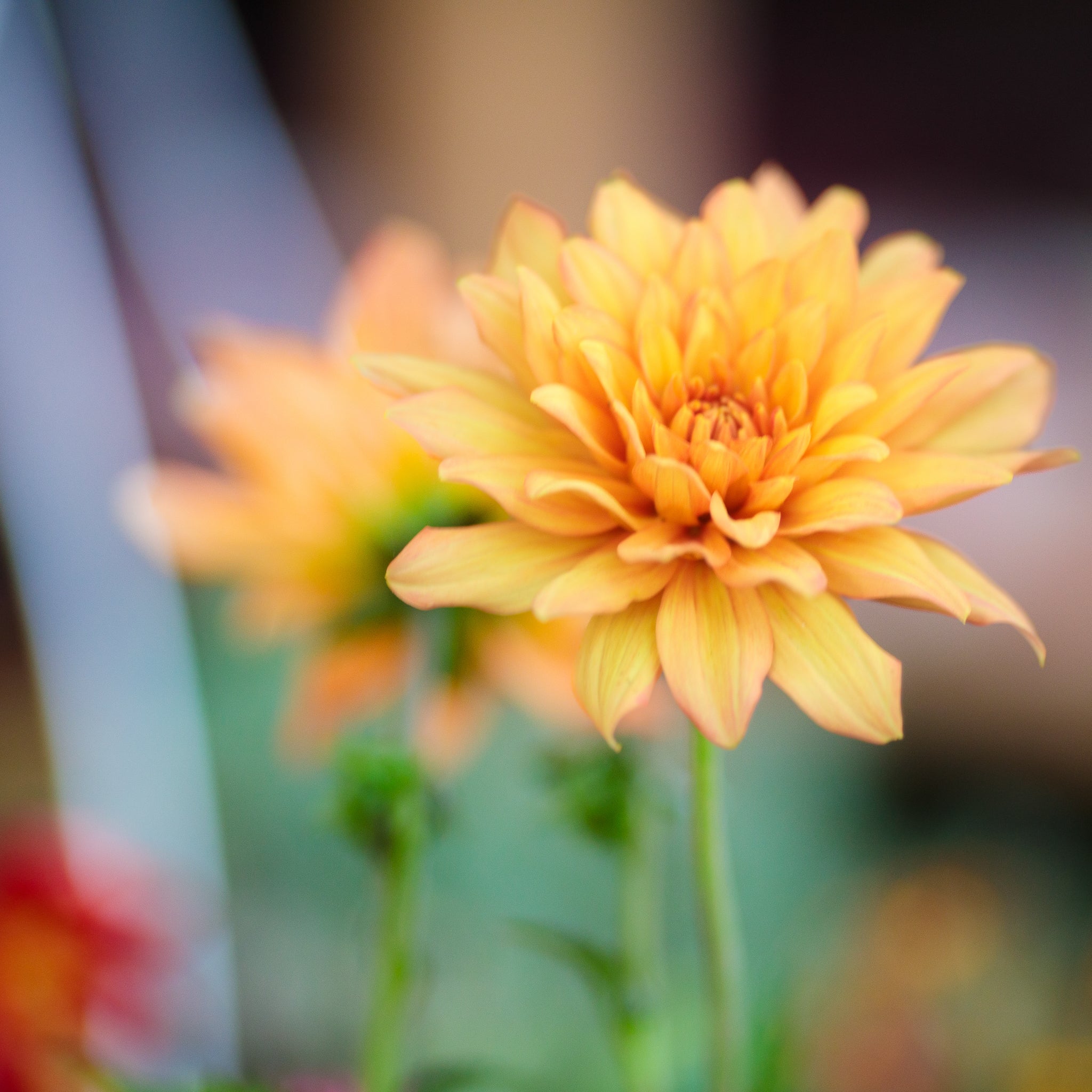 Small orange and yellow flower